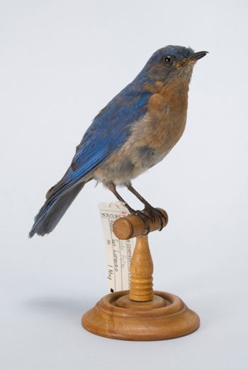 Media type: image;   Ornithology 330852 Description: This image was created in conjunction with the 